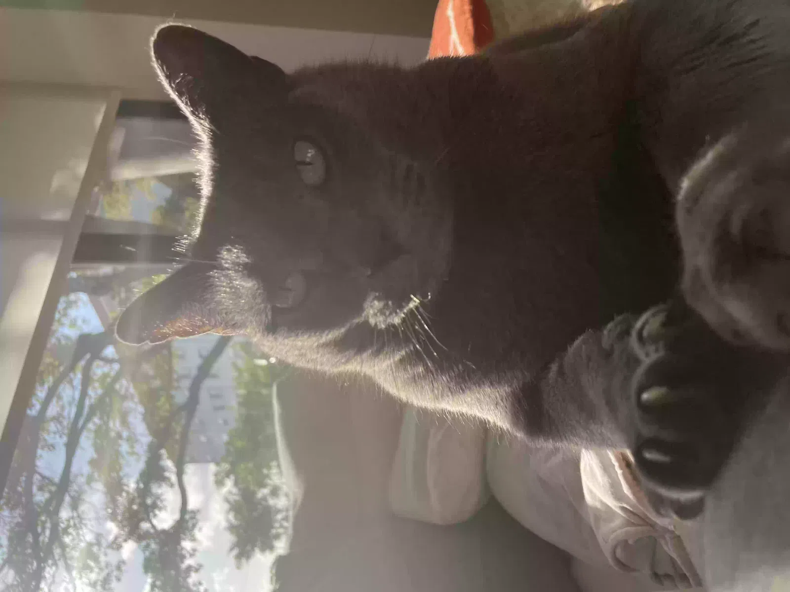 Lost cat in Fort Lauderdale, FL, 33305