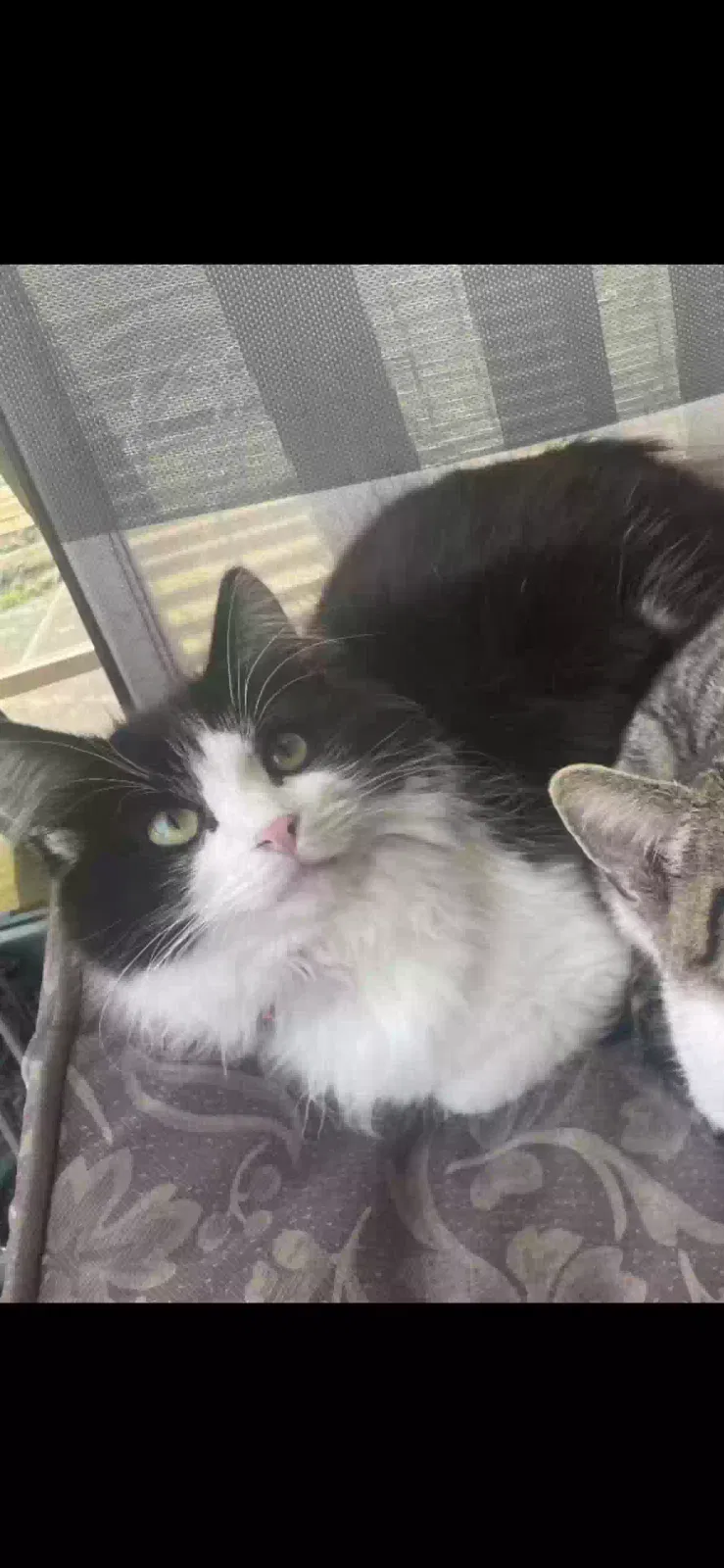 Lost cat in West Newton, PA, 15089