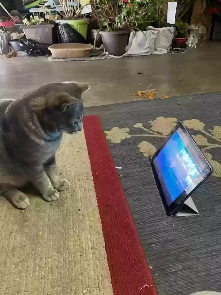 Lost cat in Grand Prairie, TX, 75052