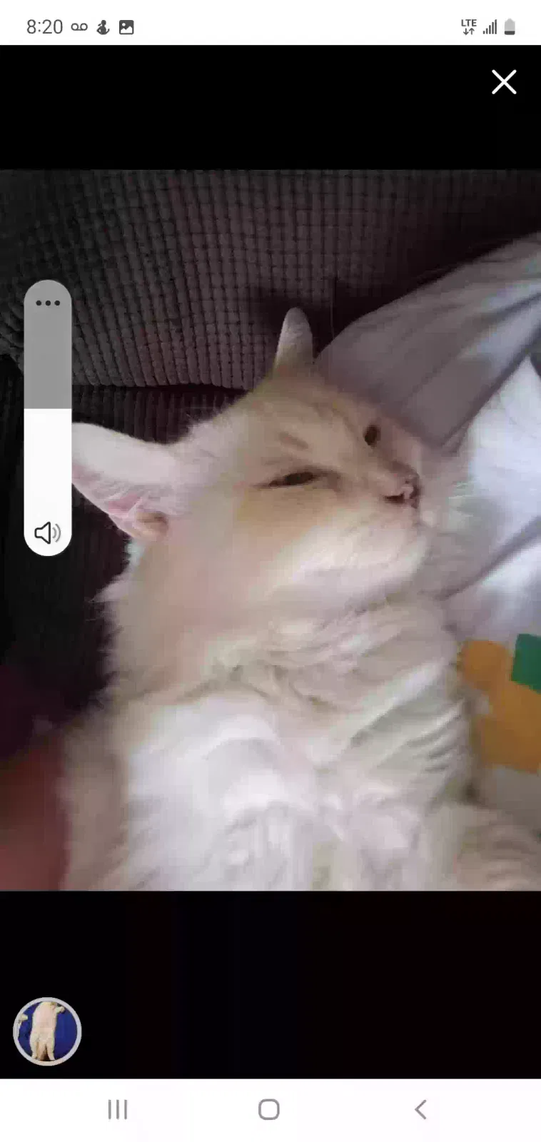 Lost cat in Port Charlotte, FL, 33952