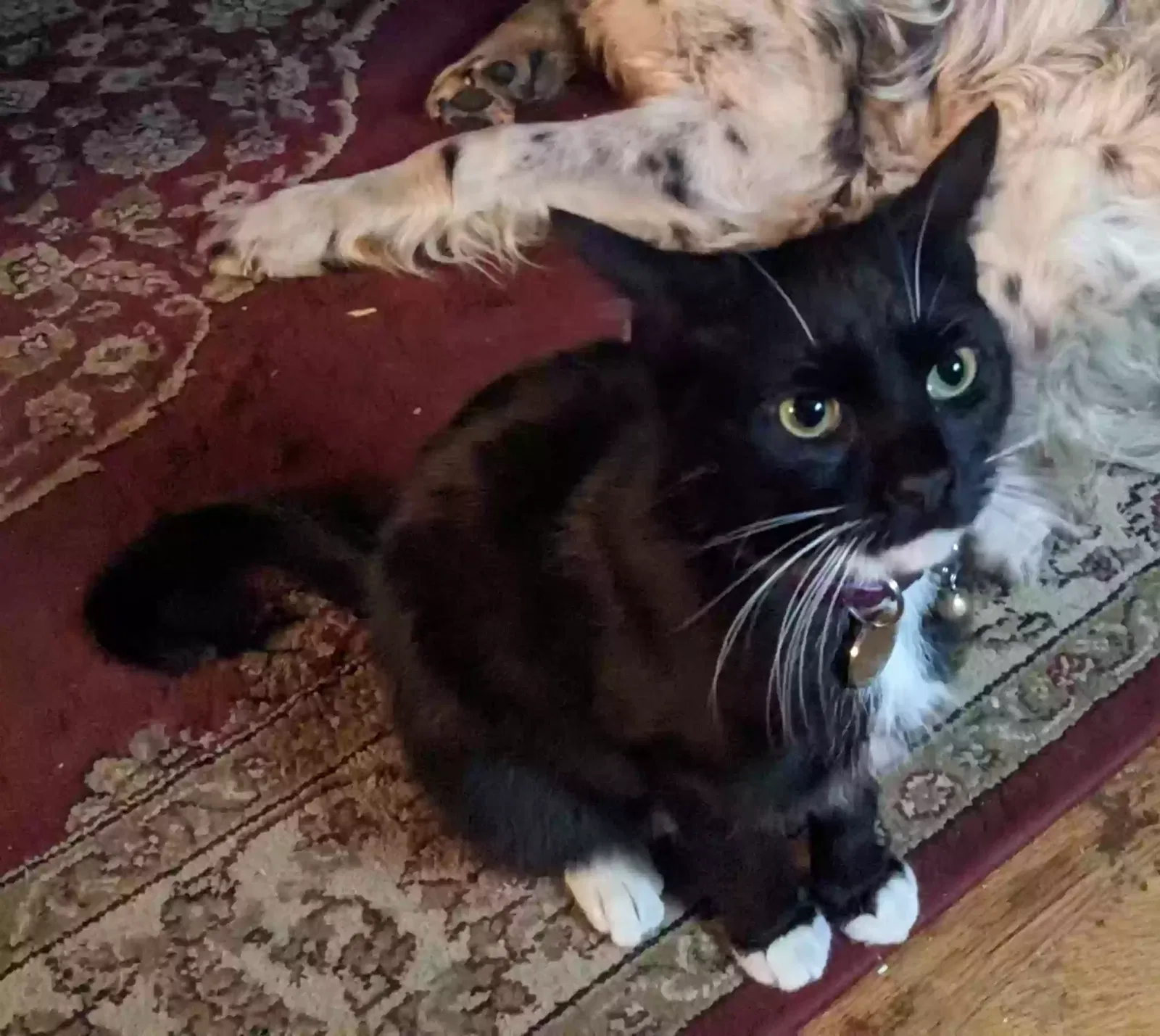 Lost cat in Elberton, GA, 30635