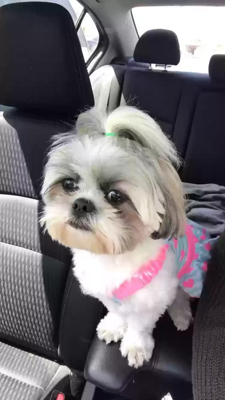 Lost dog in Lake Forest, CA, 92630