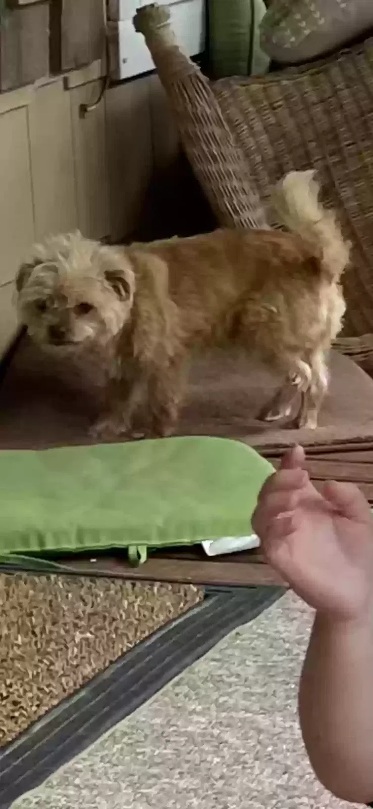 Lost dog in Bay Minette, AL, 36507