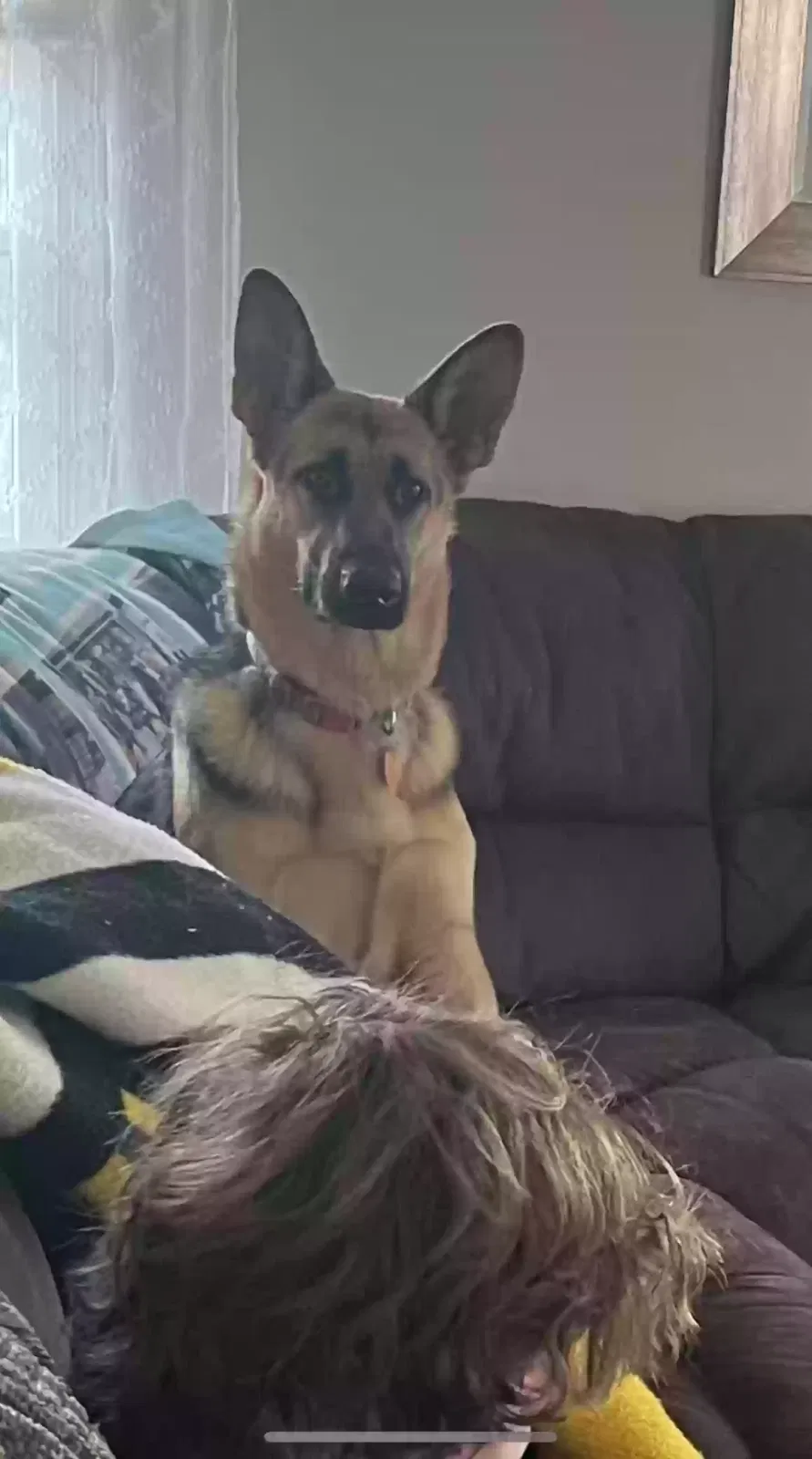 Lost dog in Elkton, MD, 21921