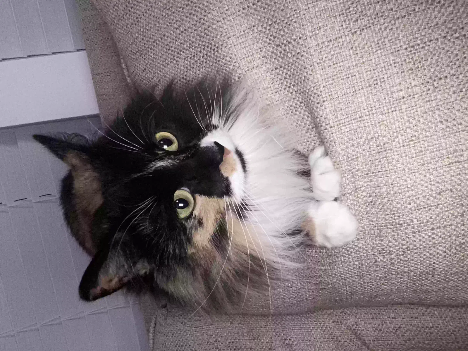Lost cat in Ridge, NY, 11961