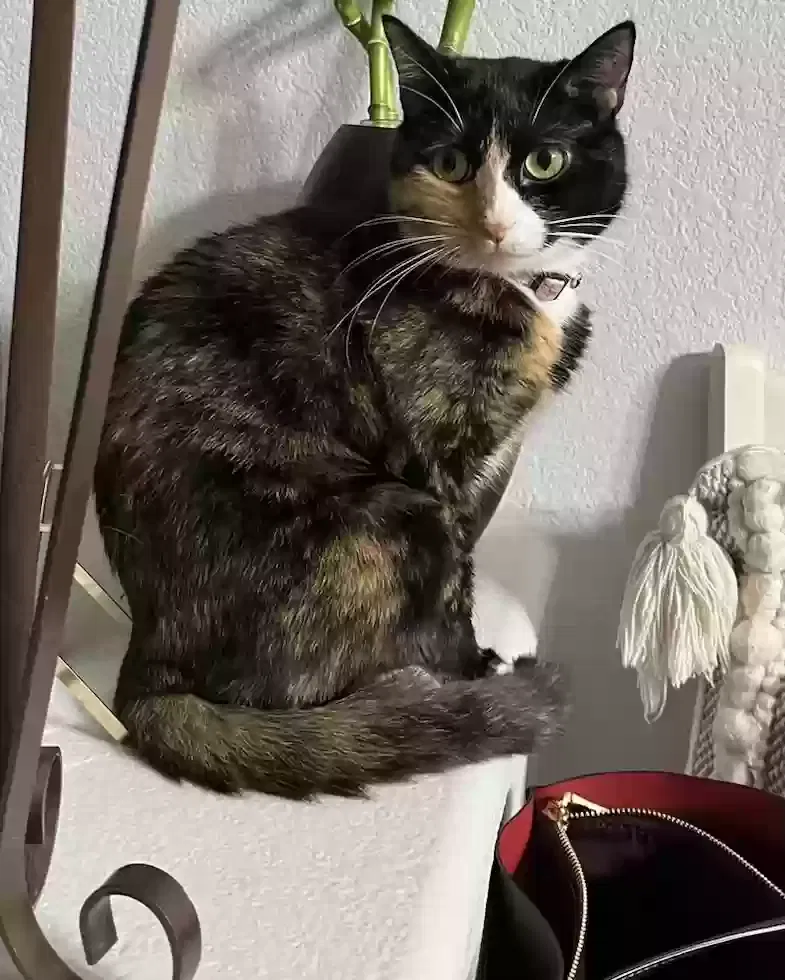 Lost cat in Sparks, NV, 89436