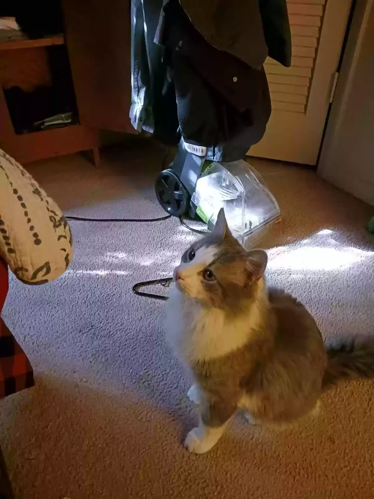 Lost cat in Cullowhee, NC, 28723