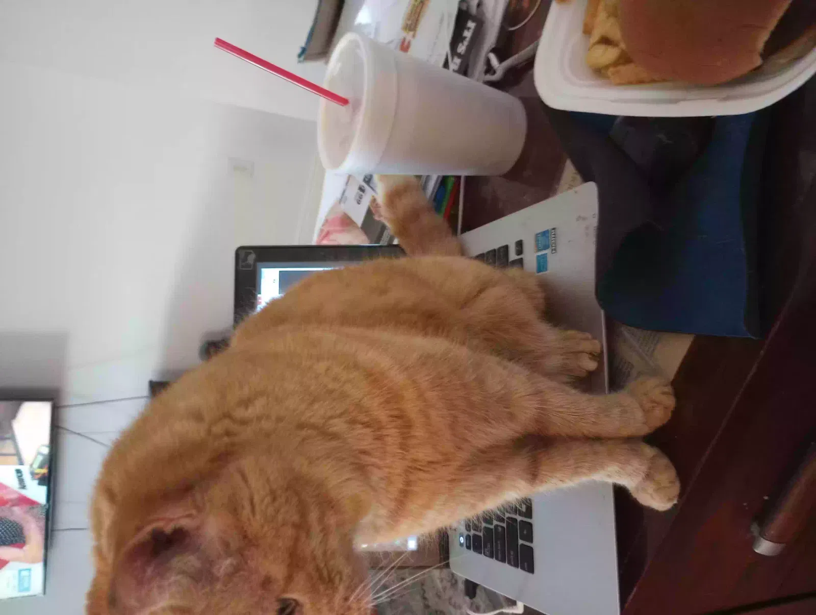 Lost cat in Lakeland, FL, 33805