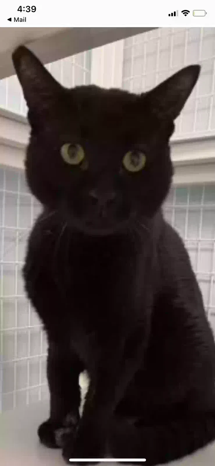 Found cat in Mchenry, IL, 60051