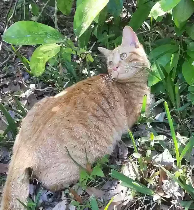 Lost cat in Jacksonville, FL, 32218