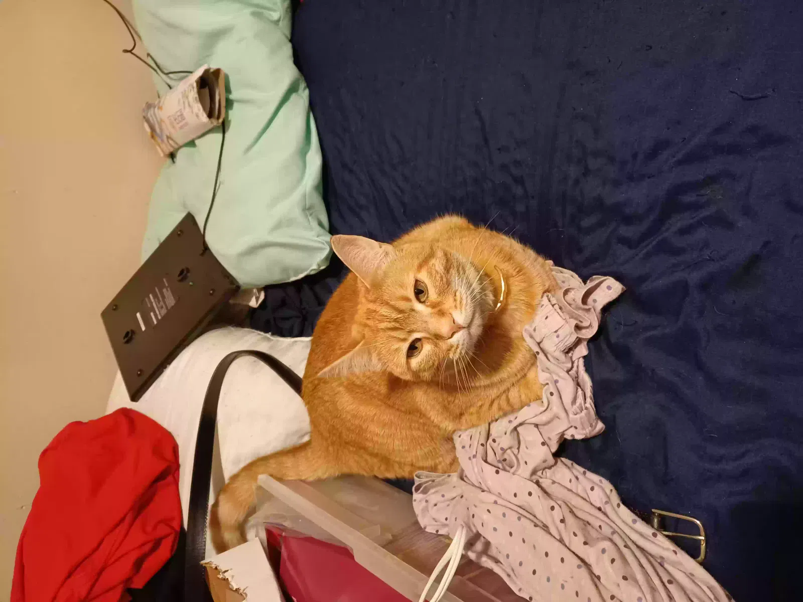 Lost cat in Iron Station, NC, 28080