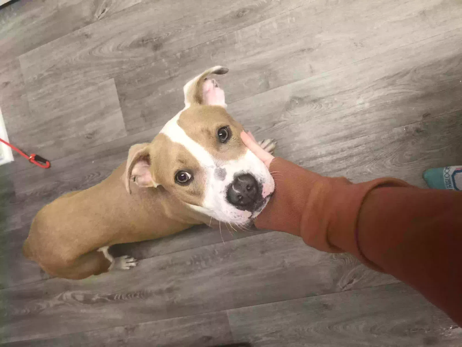 Lost dog in Atlanta, GA, 30311