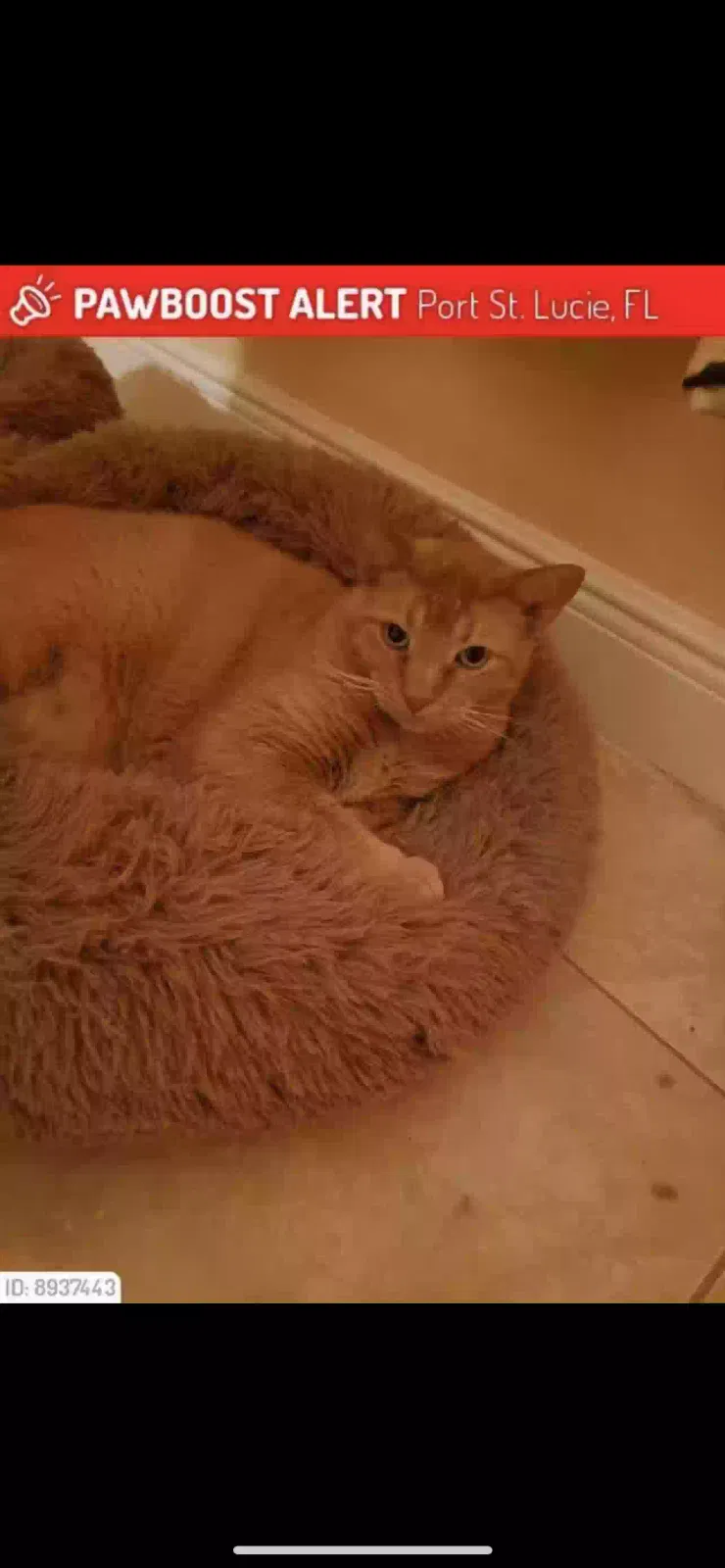 Lost cat in Port Saint Lucie, FL, 34983