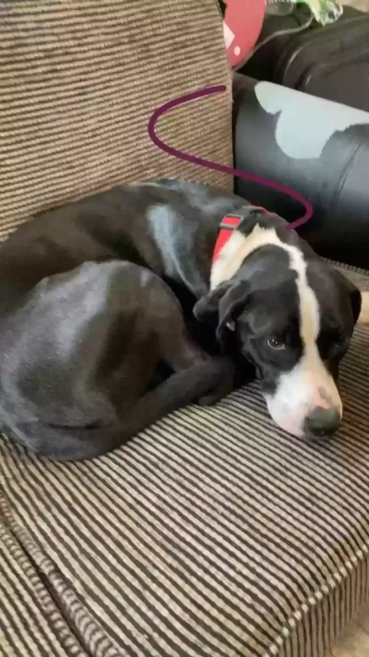 Lost dog in Tulsa, OK, 74126