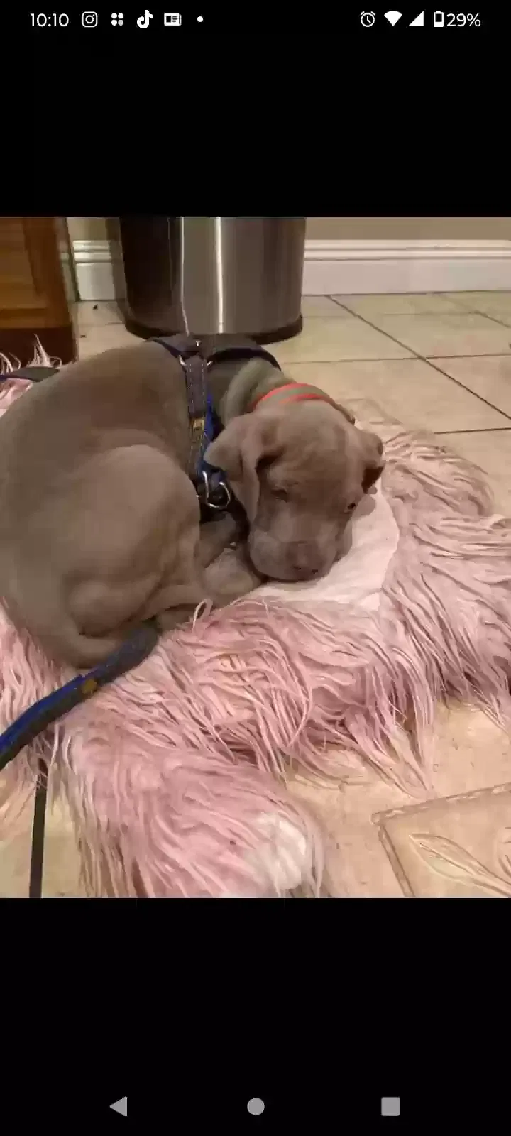 Lost dog in Los Angeles, CA, 90063