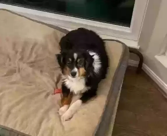 Found dog in Independence, KY, 41051