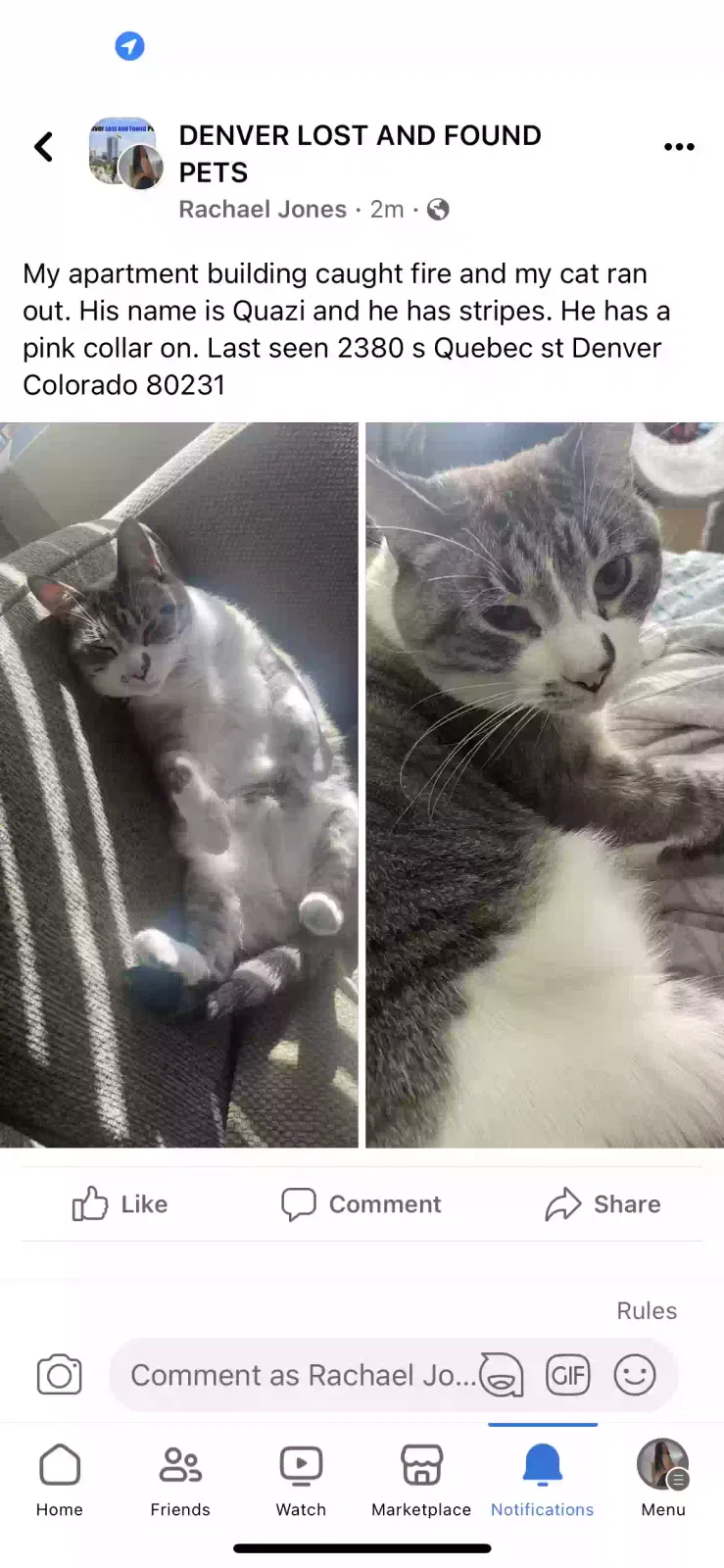 Lost cat in Denver, CO, 80231
