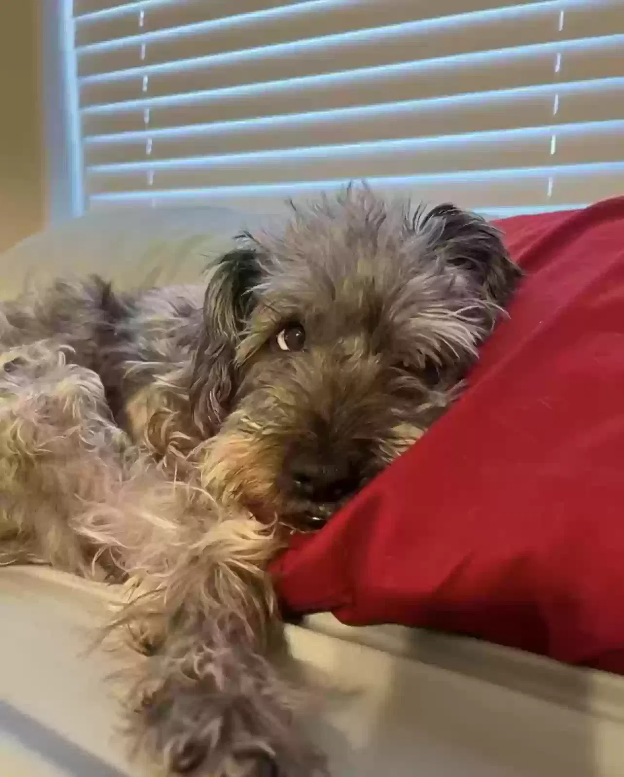 Lost dog in Tolleson, AZ, 85353