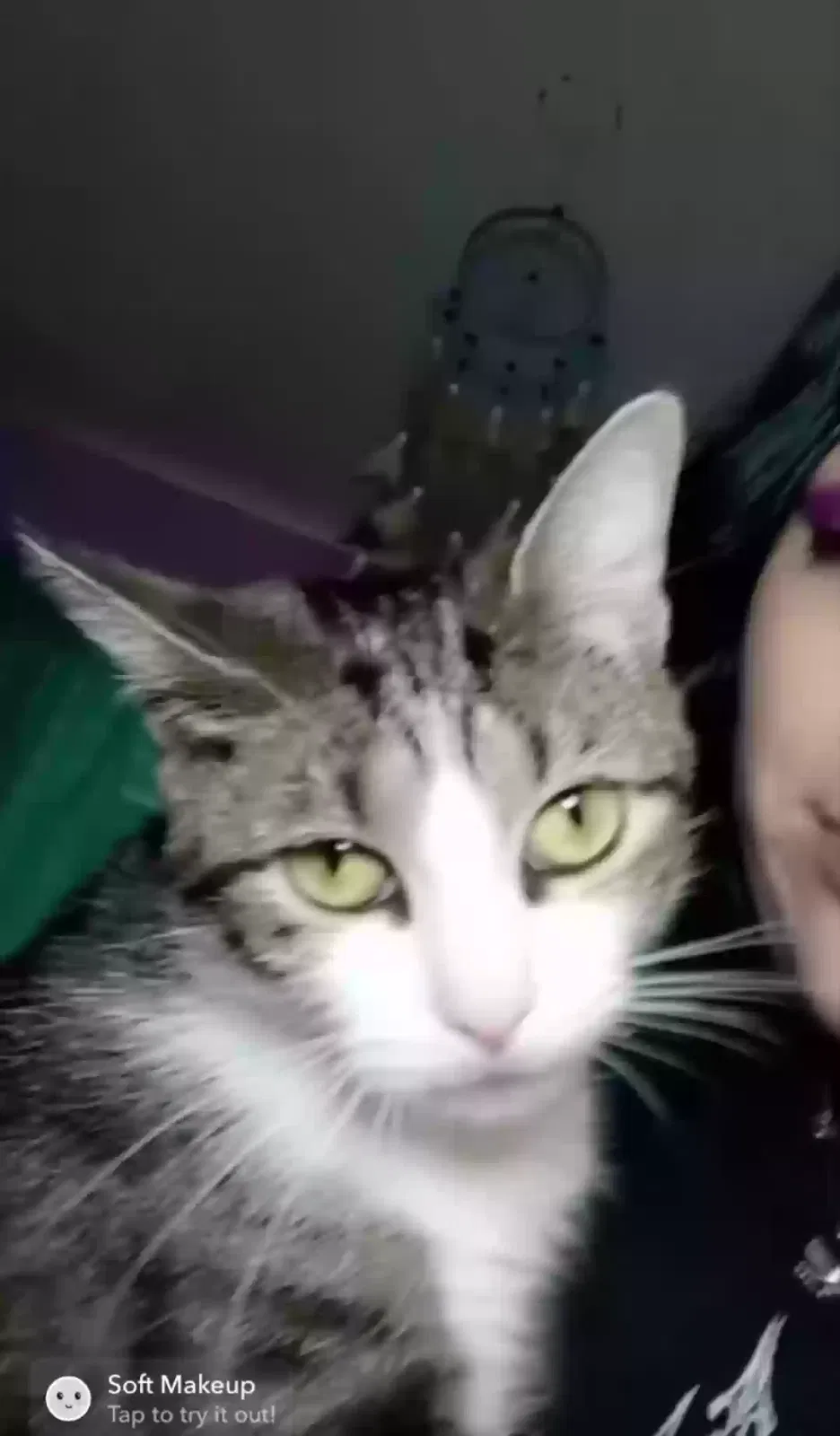Lost cat in Fenton, MO, 63026