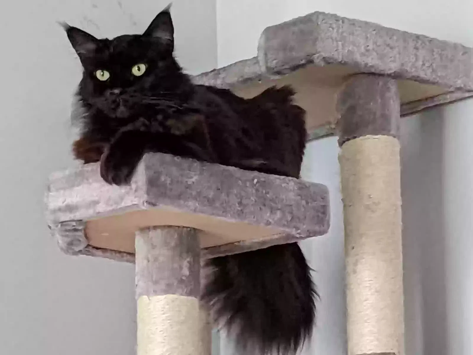 Lost cat in Houston, TX, 77084