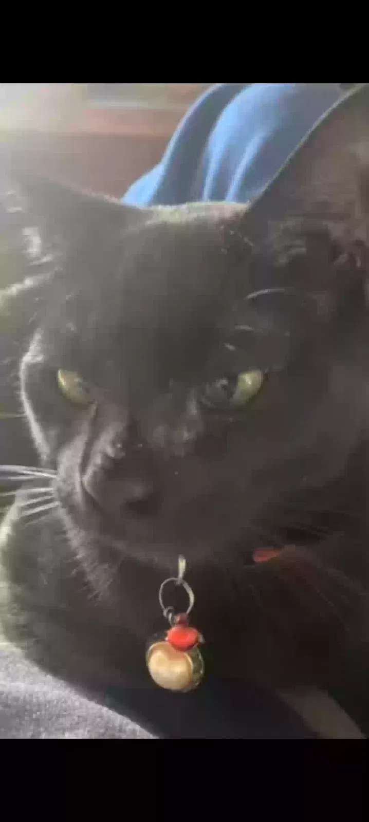 Lost cat in Memphis, TN, 38134
