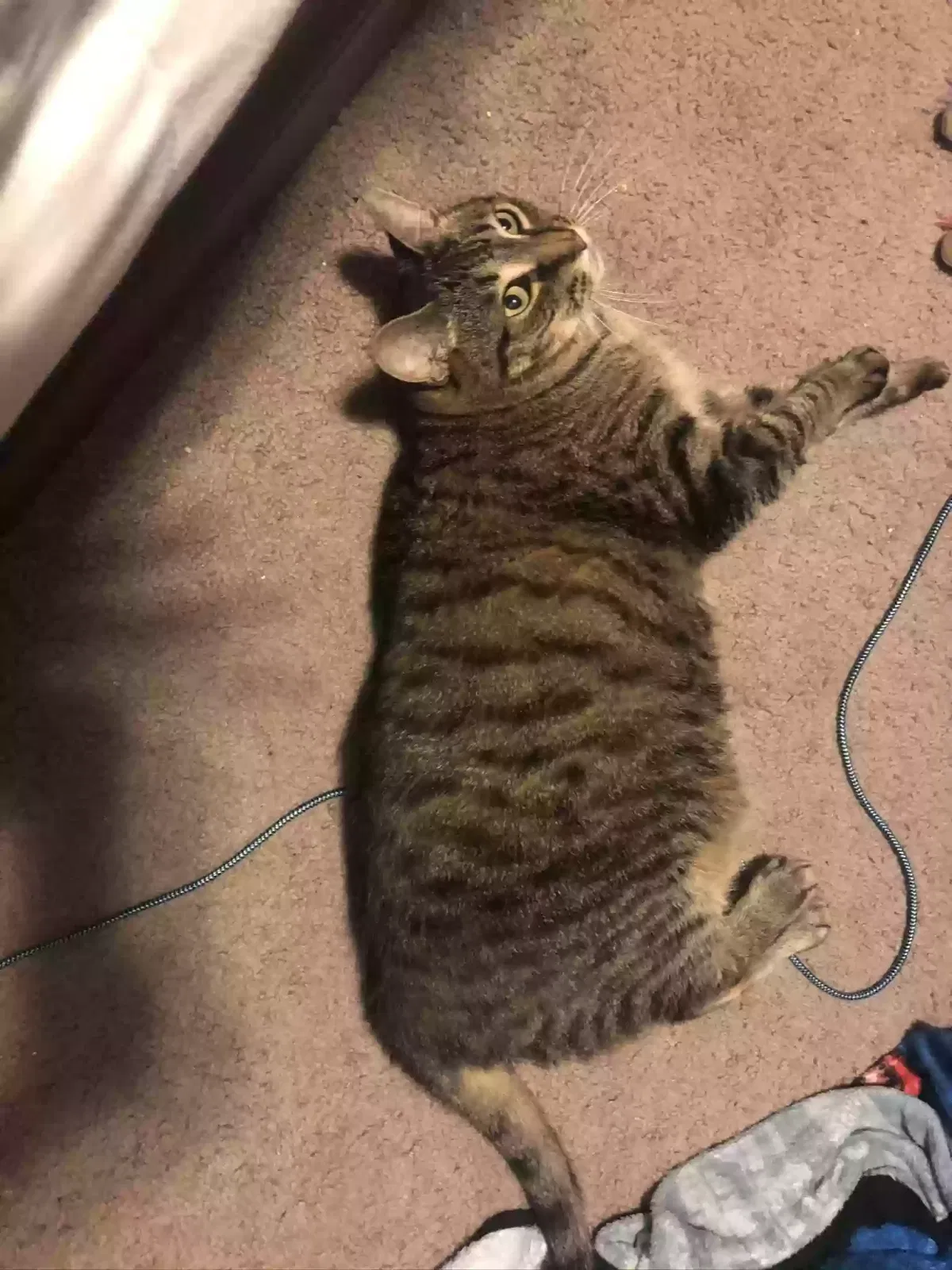 Lost cat in Grand Rapids, MI, 49548