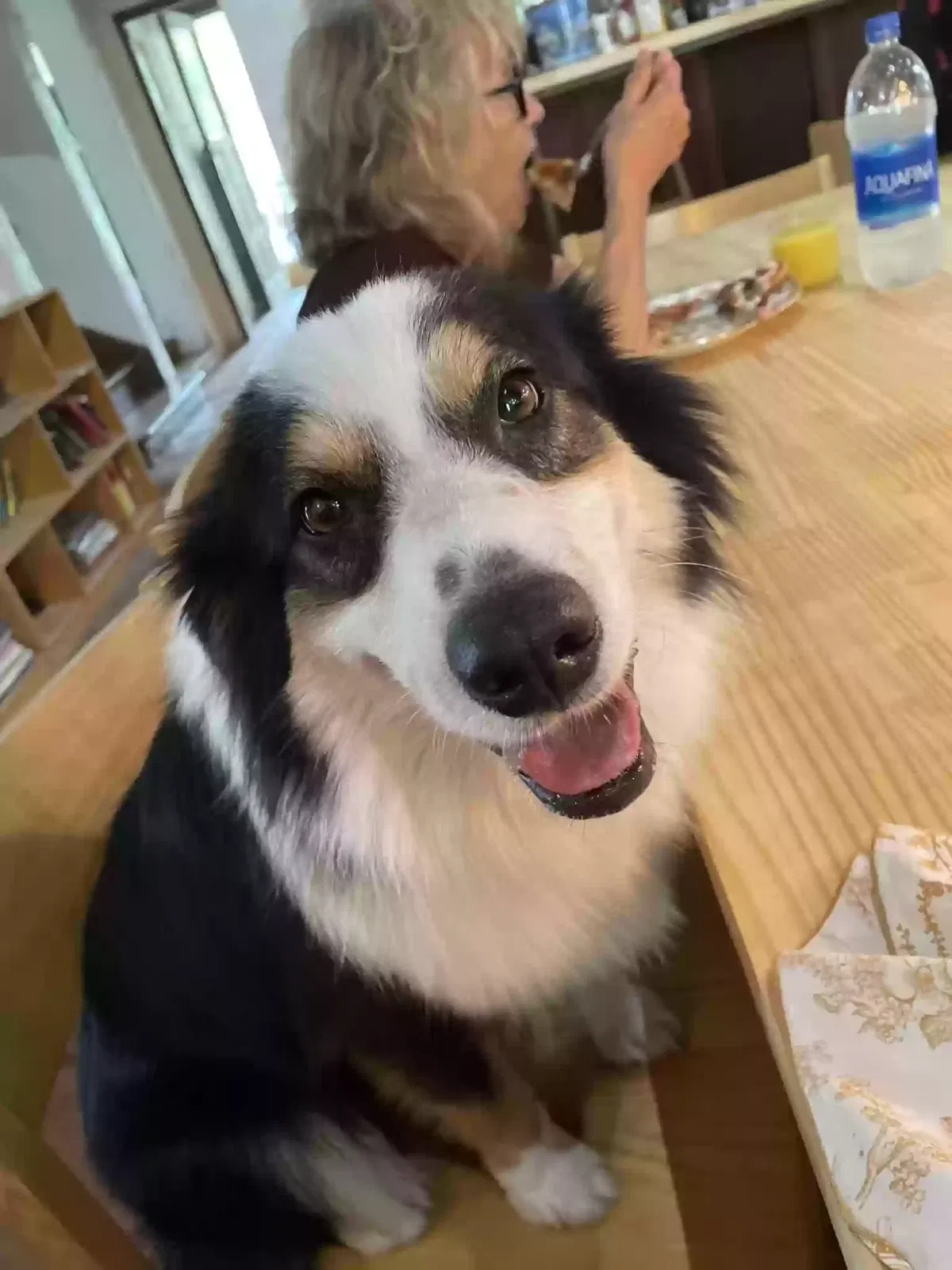 Lost dog in San Antonio, TX, 78214