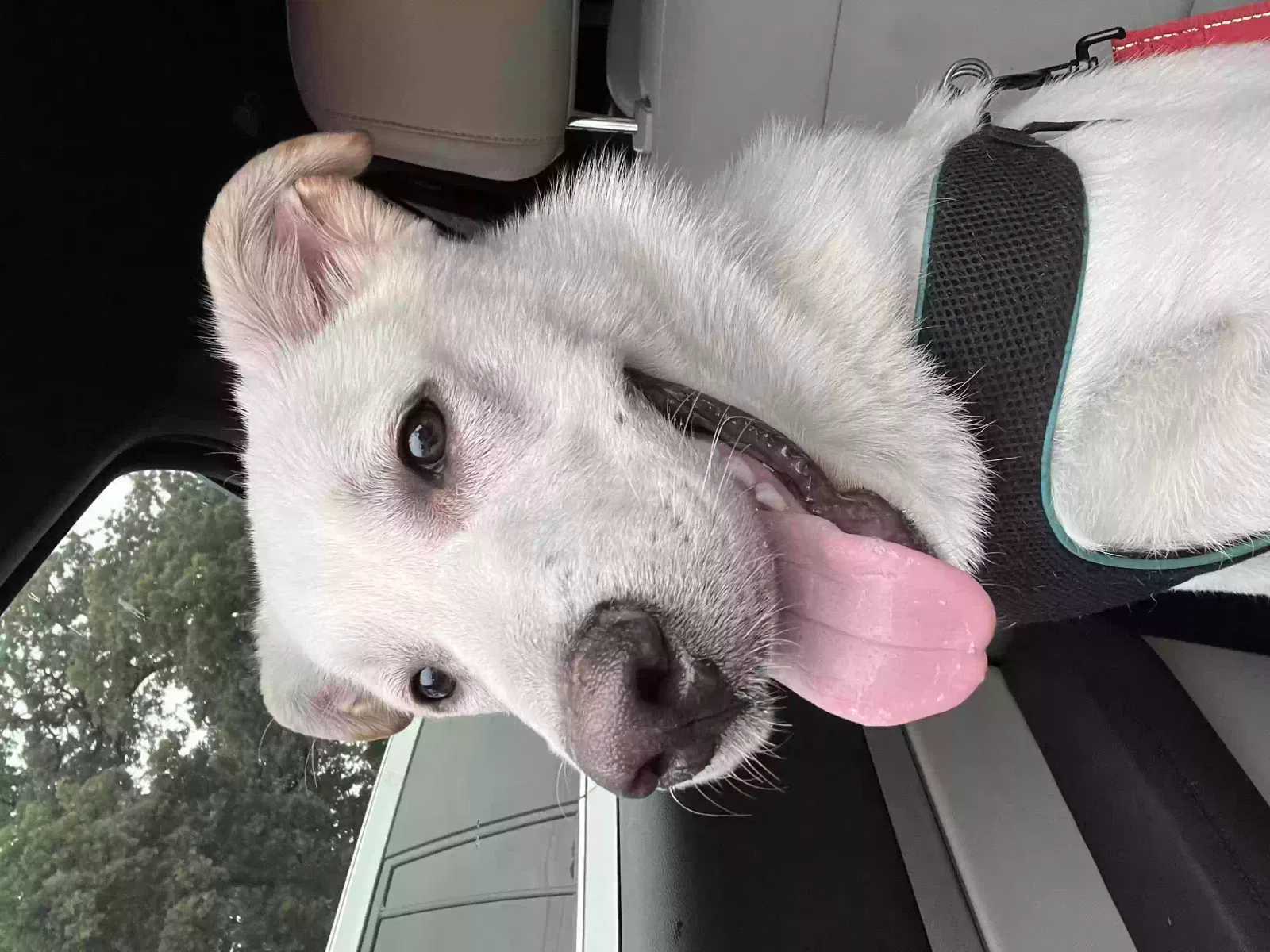Found dog in Houston, TX, 77042