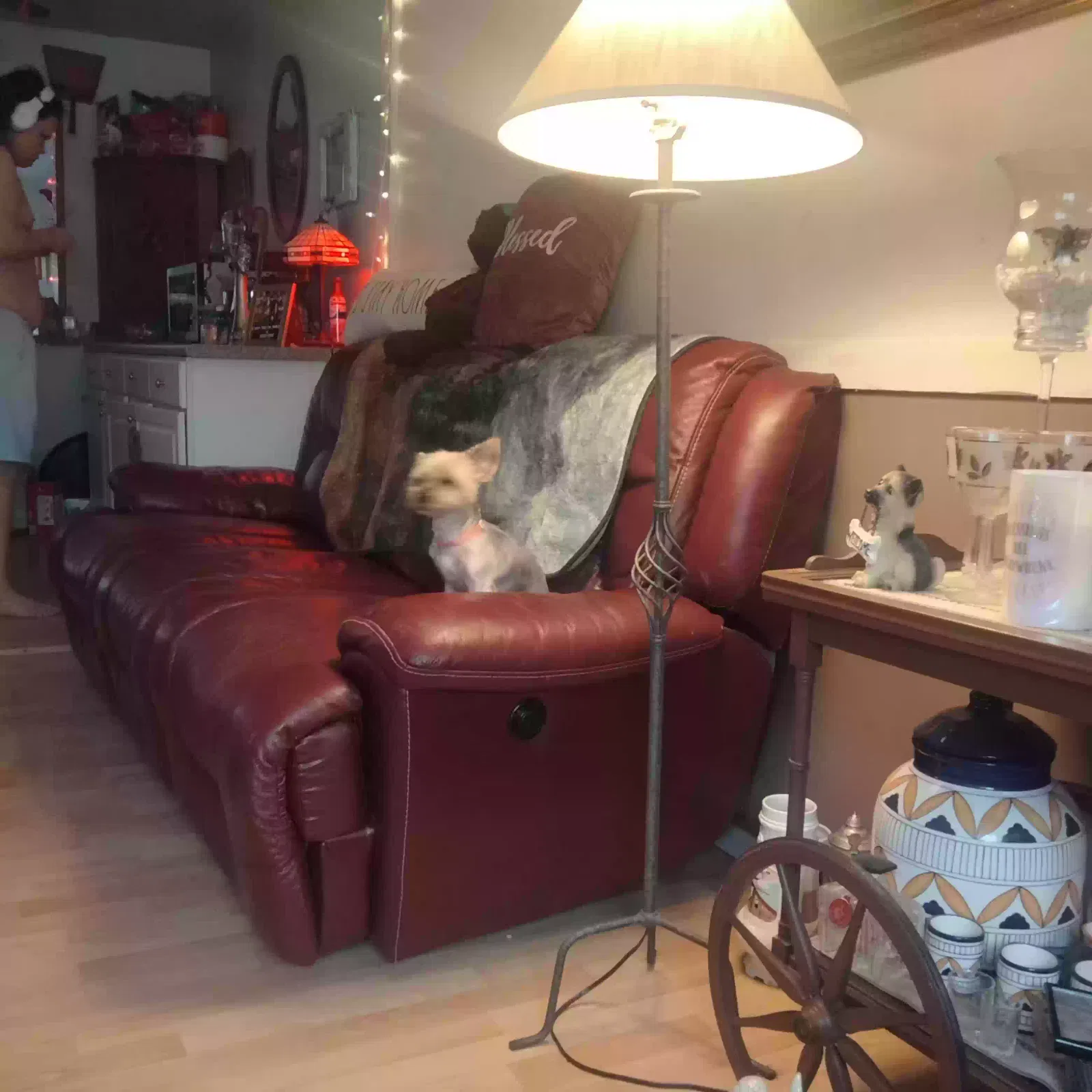 Lost dog in Chicago, IL, 60624