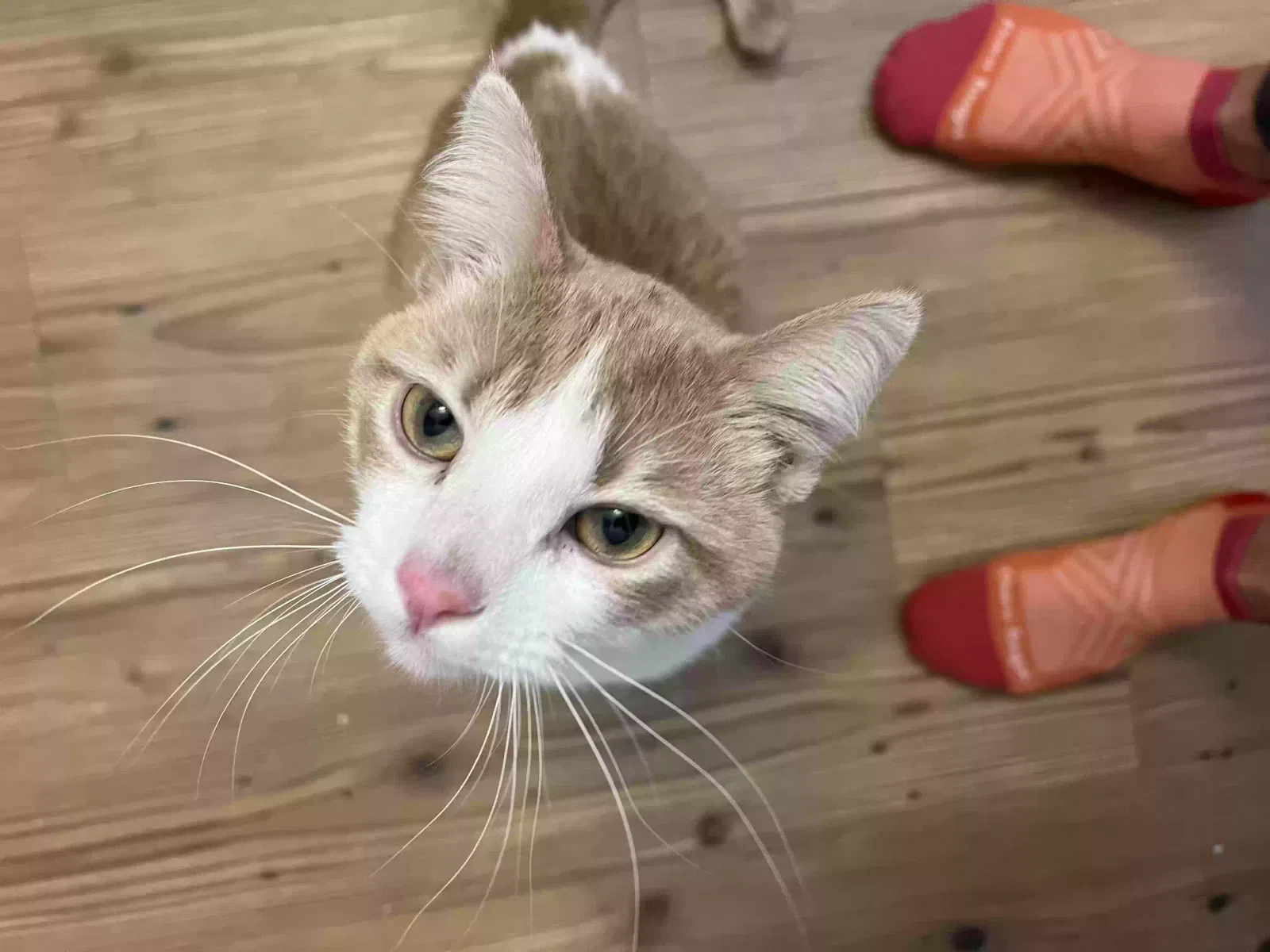 Found cat in Denver, CO, 80234