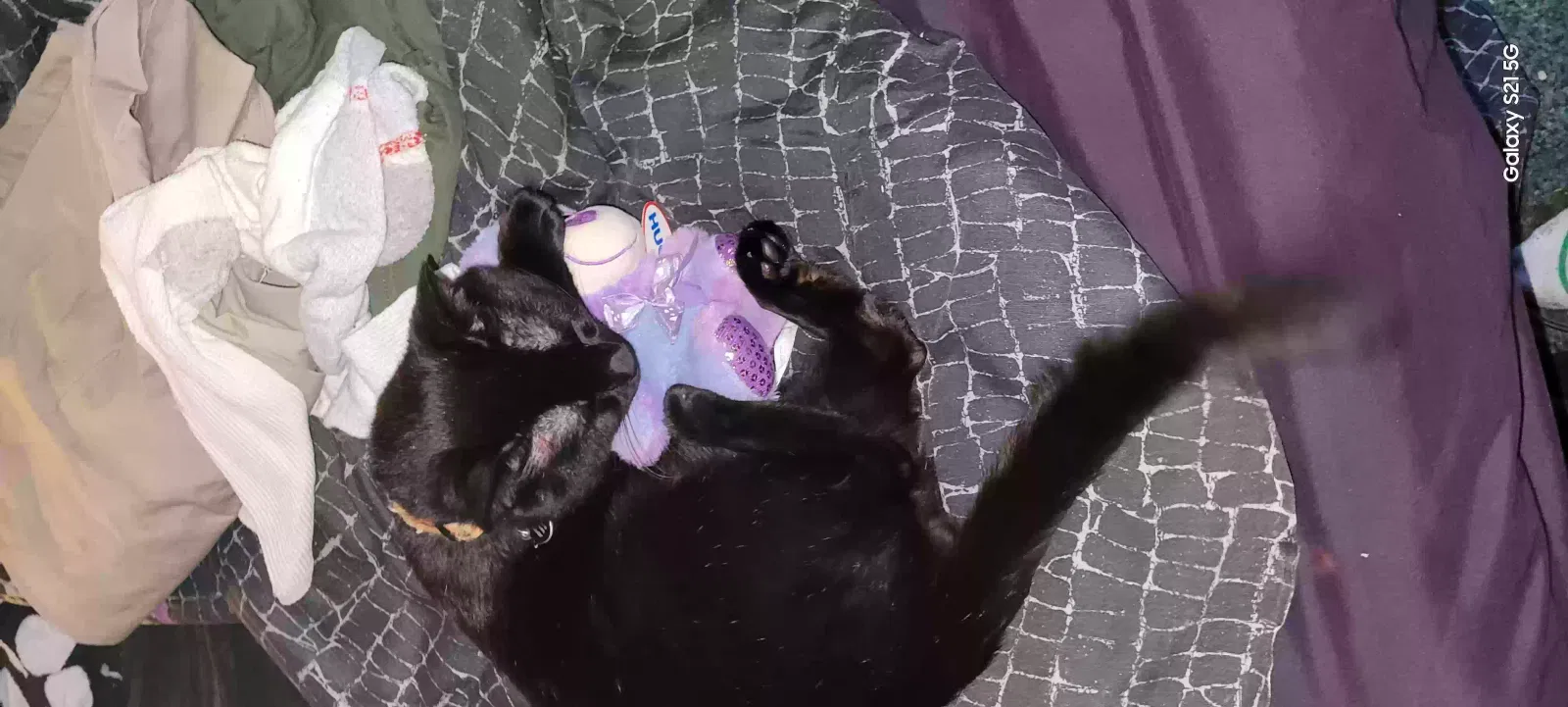 Lost cat in Hope Mills, NC, 28348