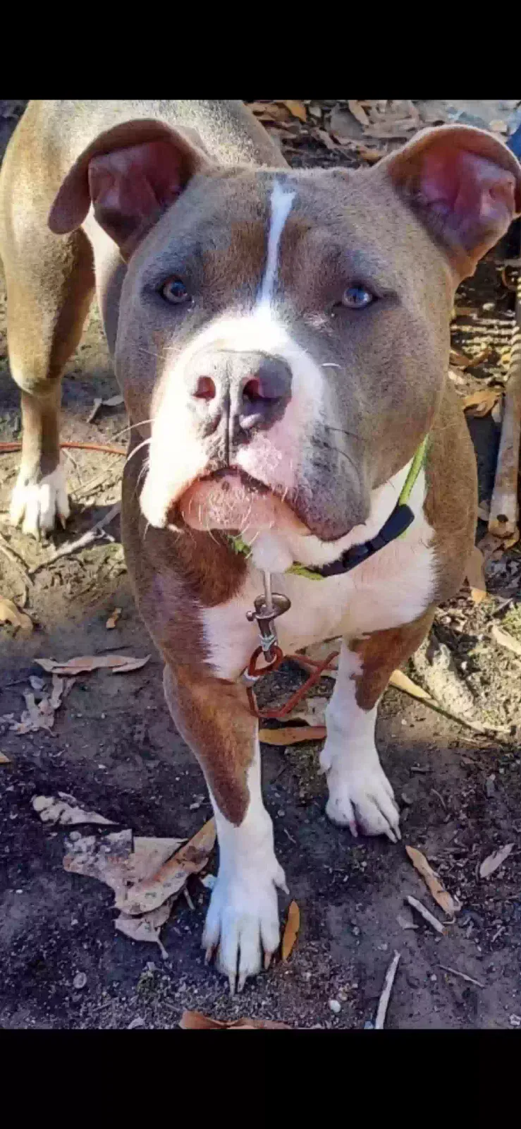 Lost dog in Rock Hill, SC, 29730