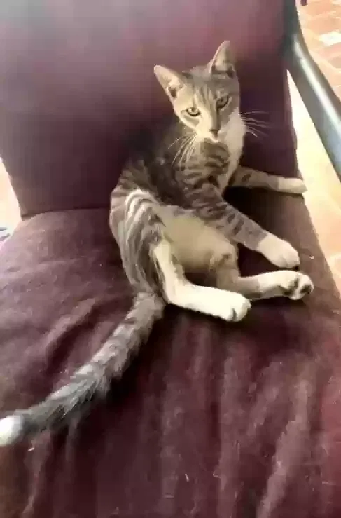 Lost cat in Hialeah, FL, 33018