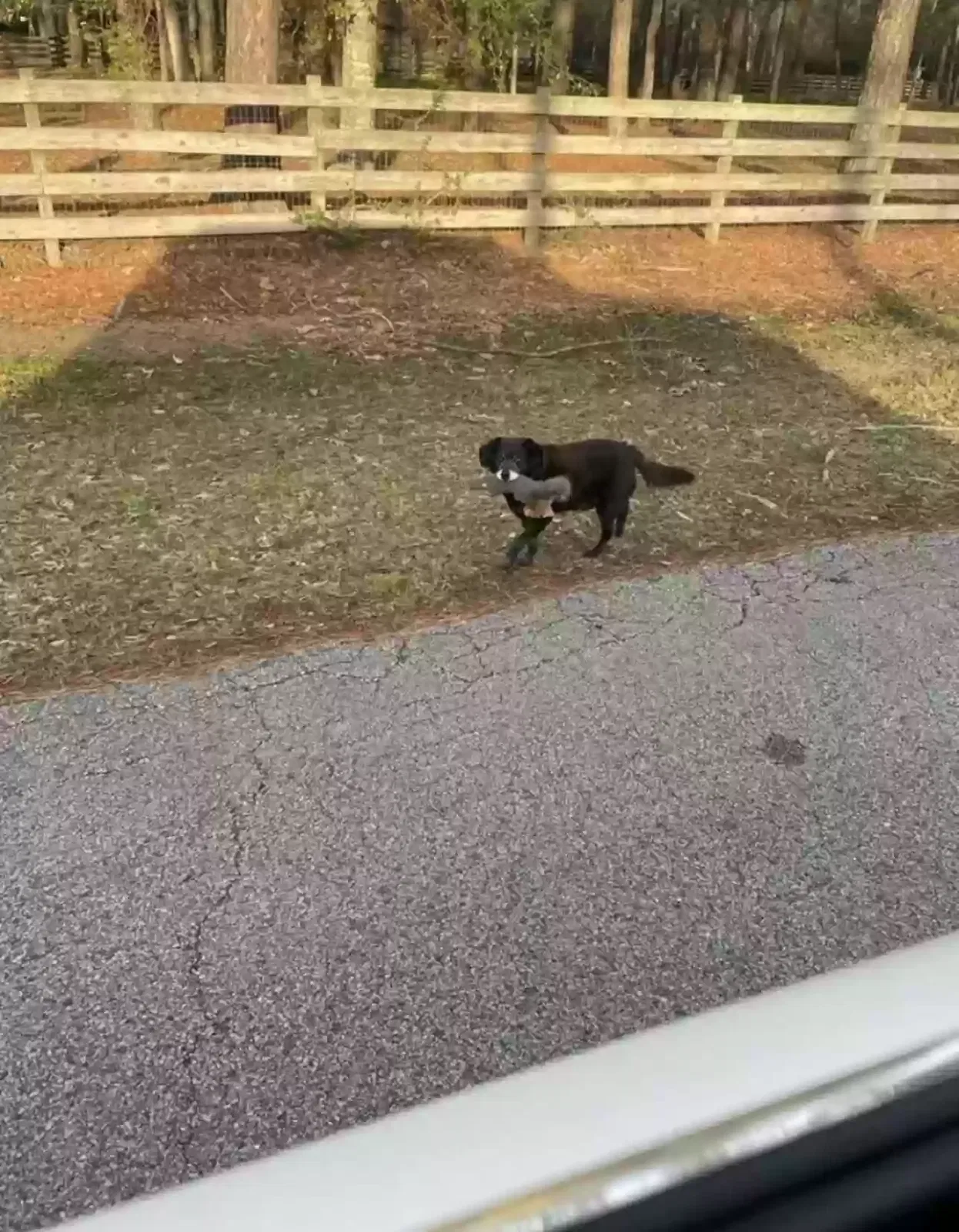 Lost dog in Magnolia, TX, 77355