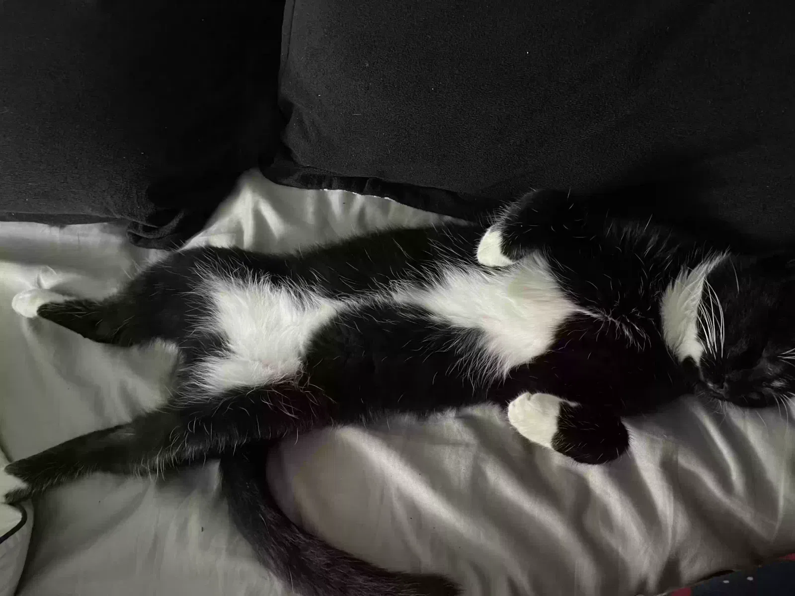 Lost cat in Schaumburg, IL, 60195