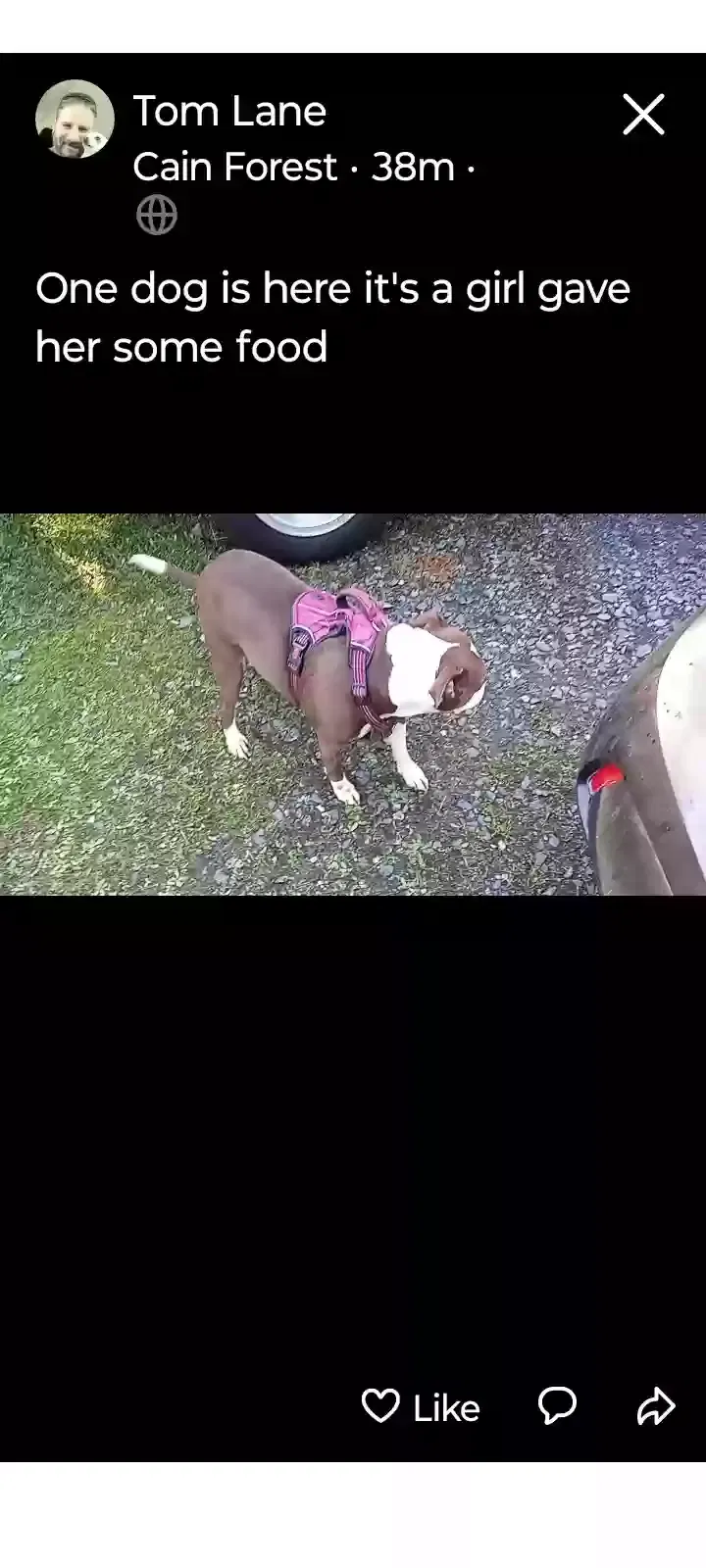 Found dog in Walkertown, NC, 27051