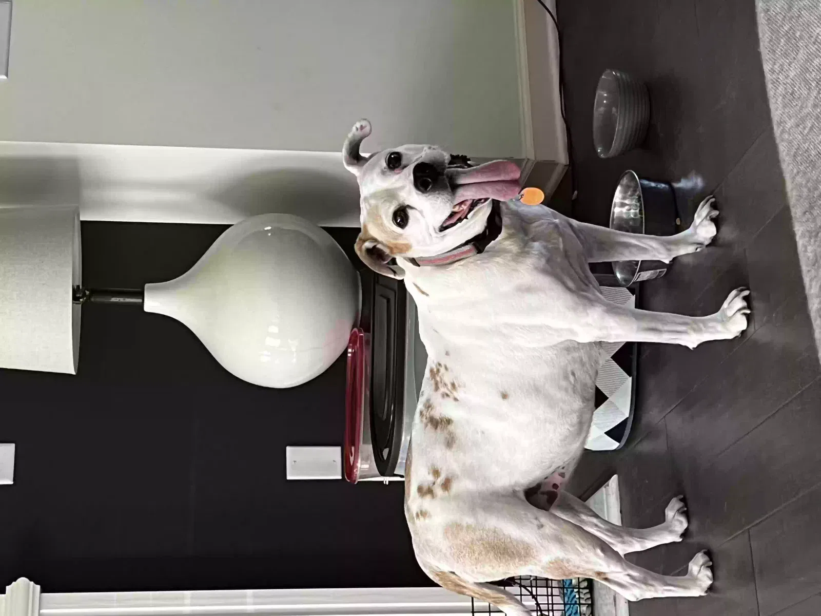 Lost dog in Atlanta, GA, 30331