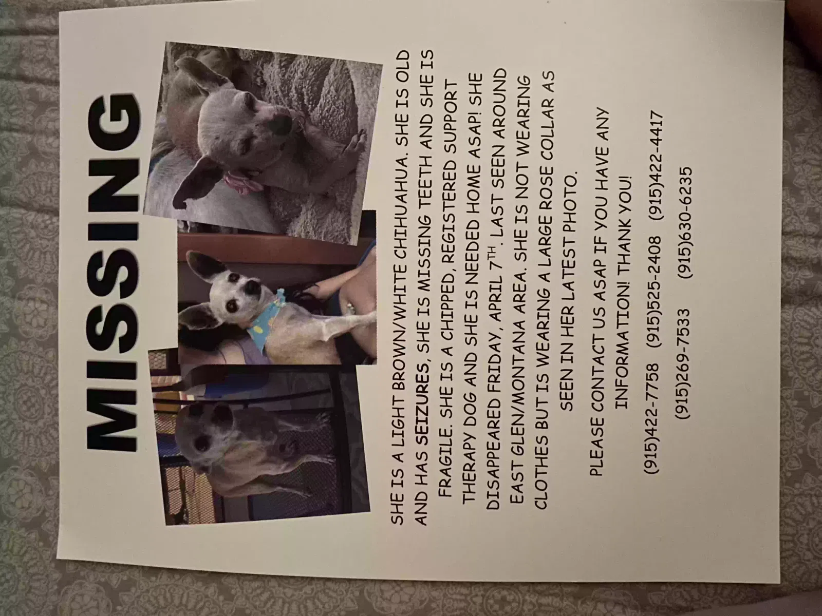 Lost dog in El Paso, TX, 79936