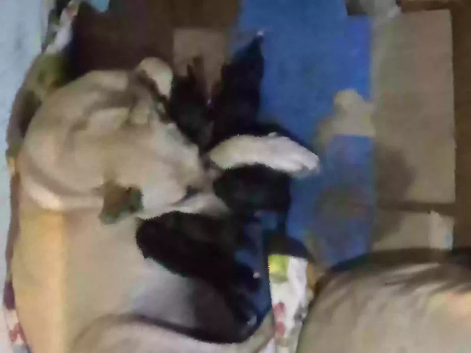 Lost dog in Memphis, TN, 38122