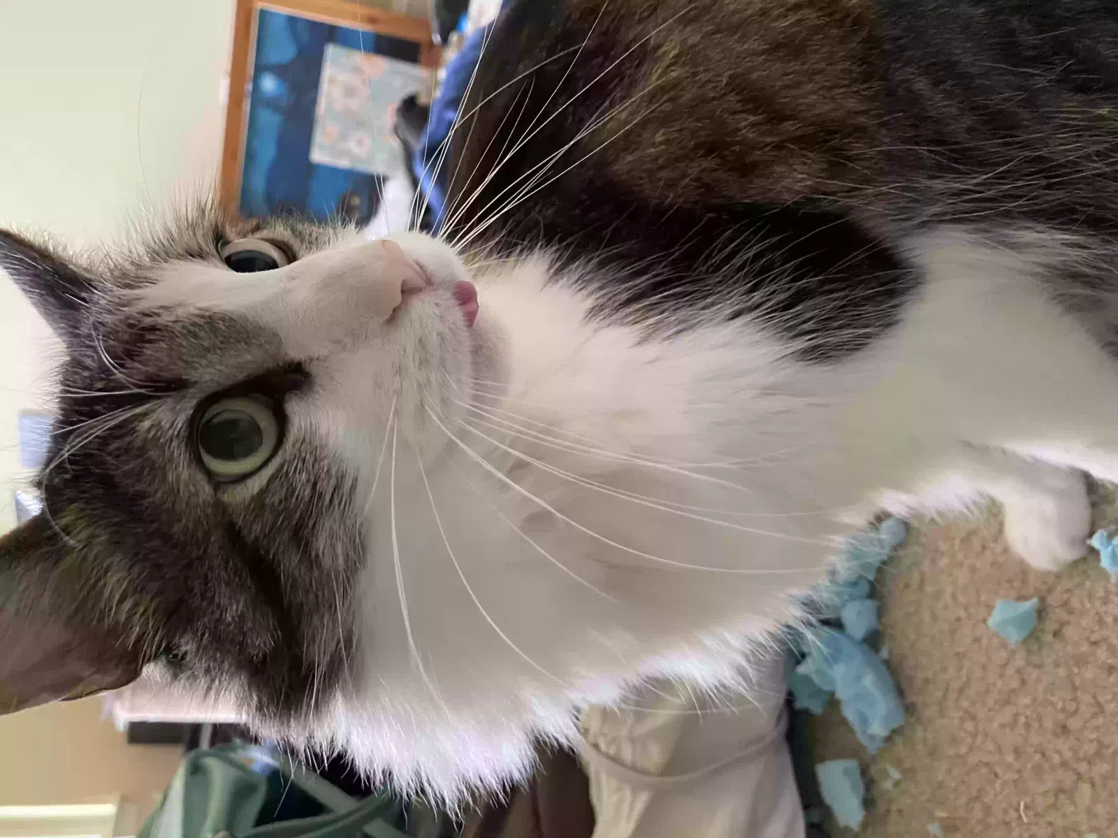 Lost cat in Bryson City, NC, 28713