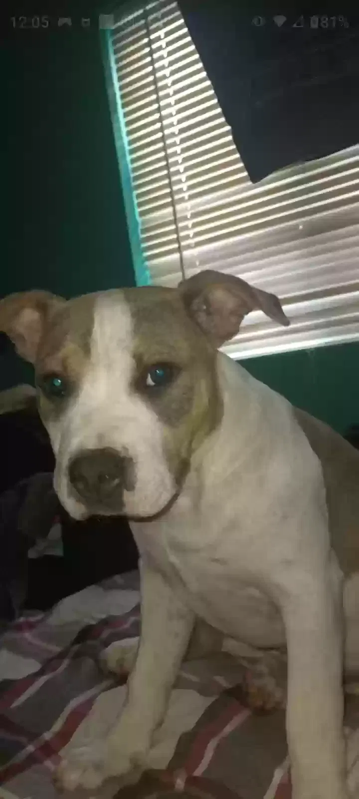 Lost dog in San Diego, CA, 92102