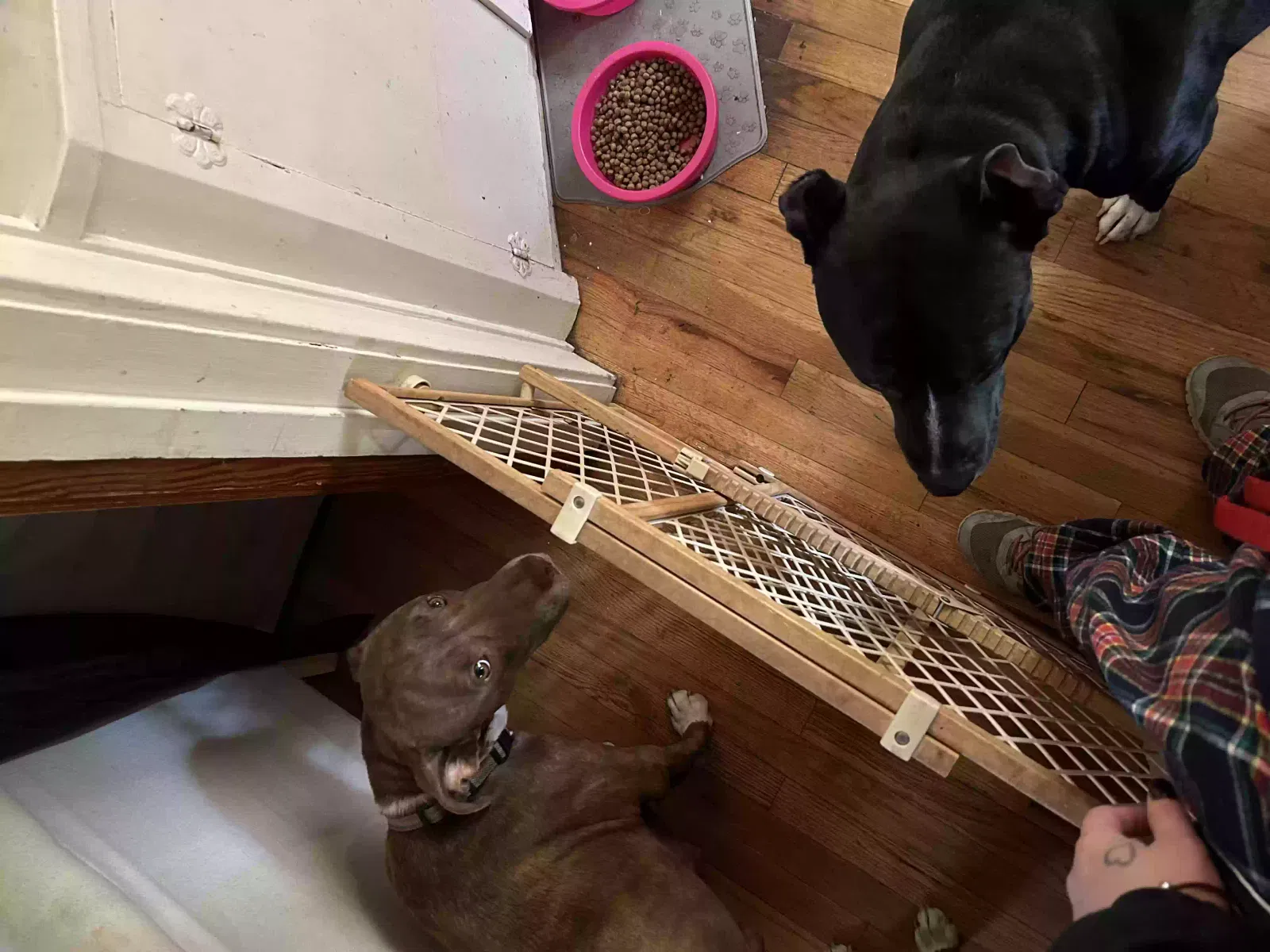 Lost dog in Joplin, MO, 64801