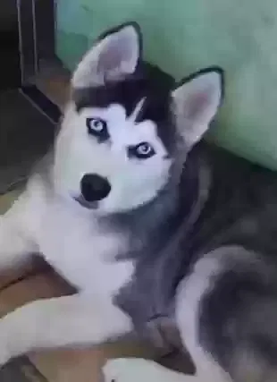 Lost dog in Allentown, PA, 18102