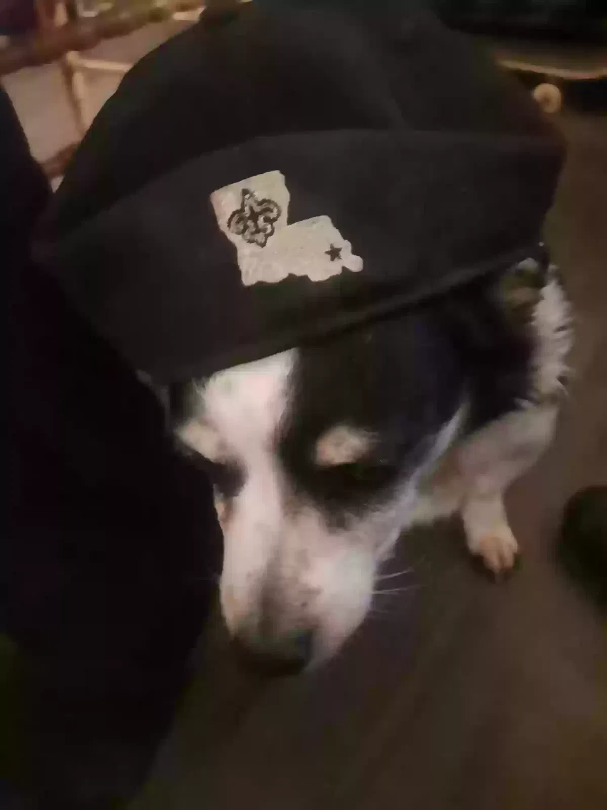Lost dog in Albuquerque, NM, 87110