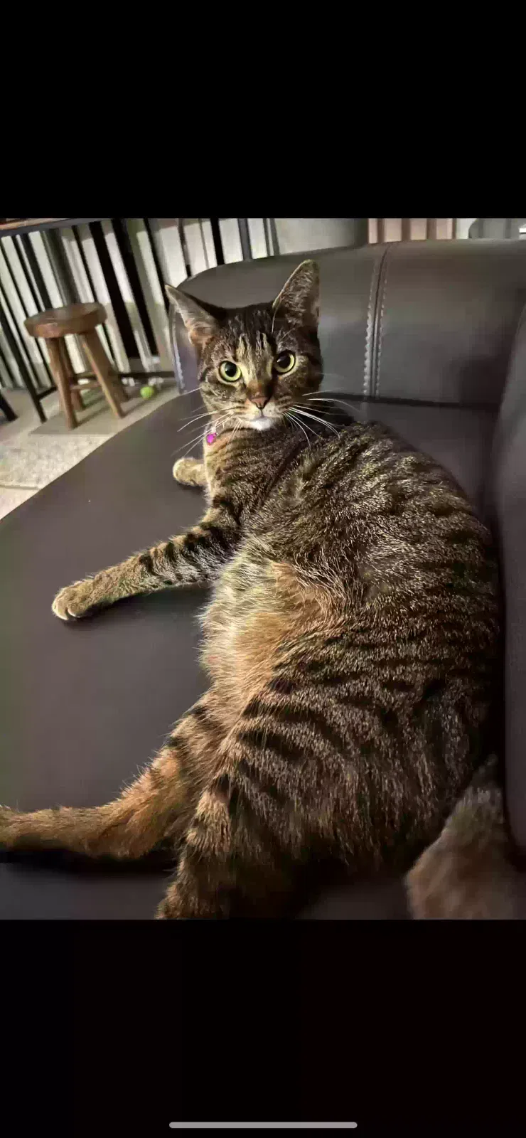 Lost cat in Clarkston, MI, 48346