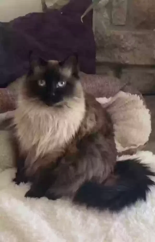 Lost cat in Denver, CO, 80228