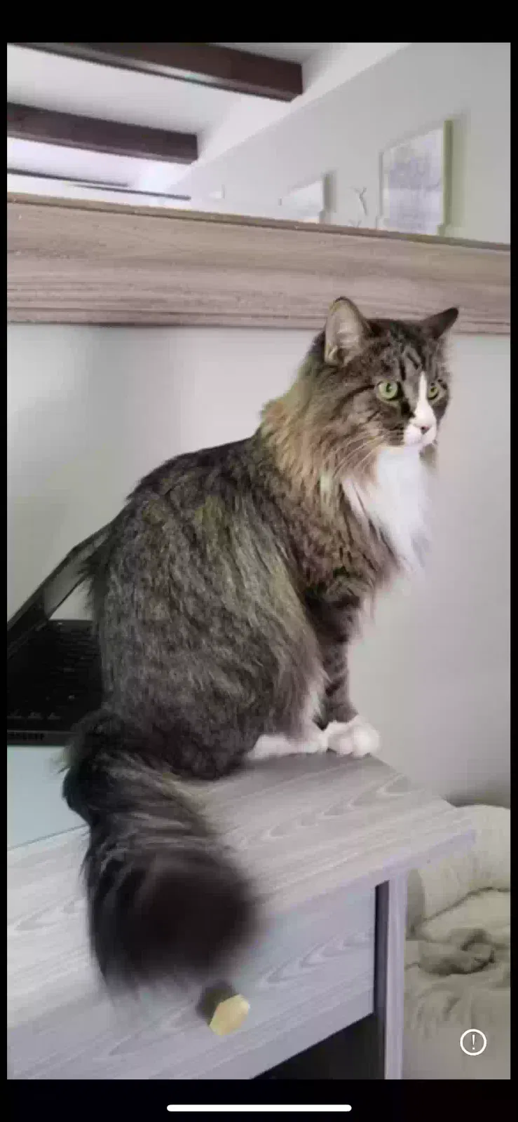 Lost cat in Canton, MI, 48187