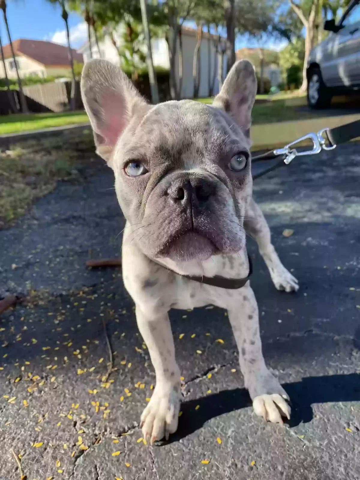 Lost dog in Miami, FL, 33196