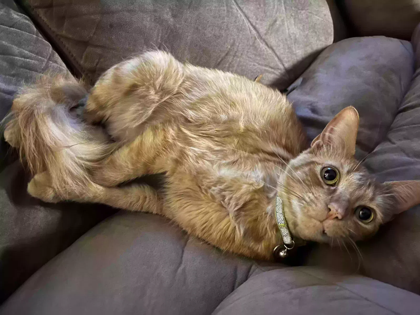 Lost cat in Huntington Beach, CA, 92649
