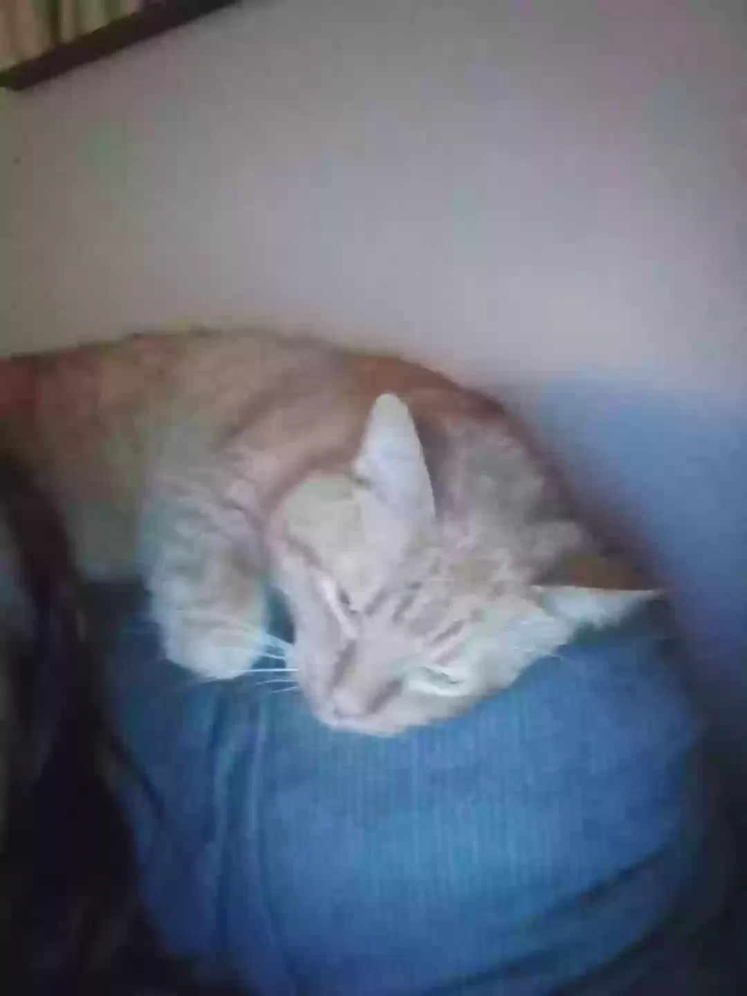 Lost cat in Columbia, SC, 29209